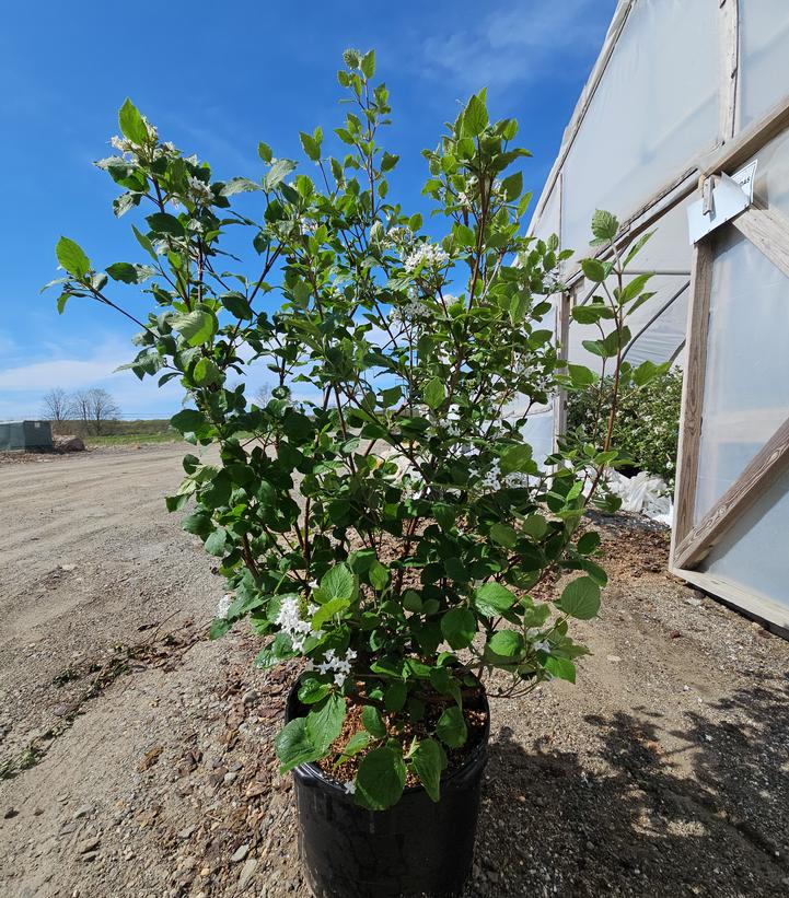 Viburnum carlesii Sugar n' Spice™