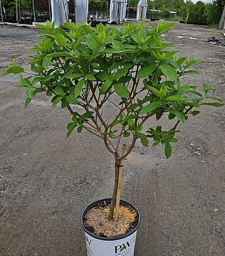 Hydrangea paniculata Little Lime Punch®