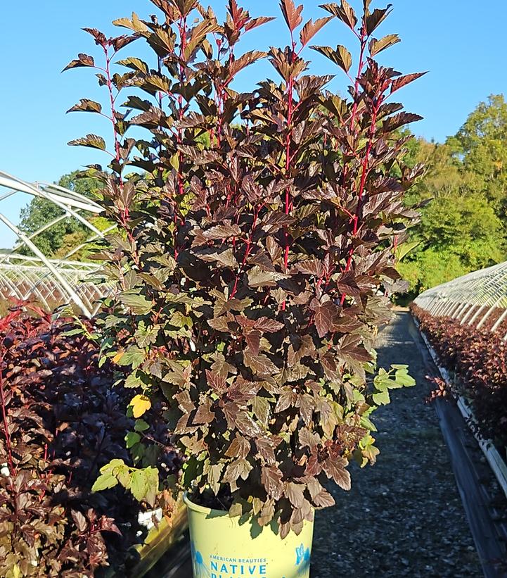Physocarpus opulifolius Chroma Chameleon™