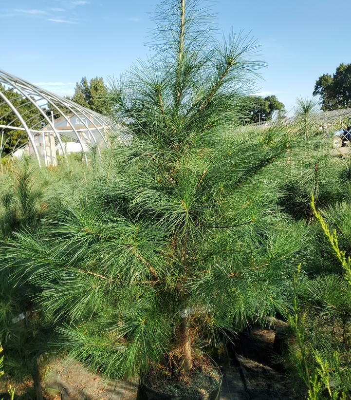 Pinus strobus 