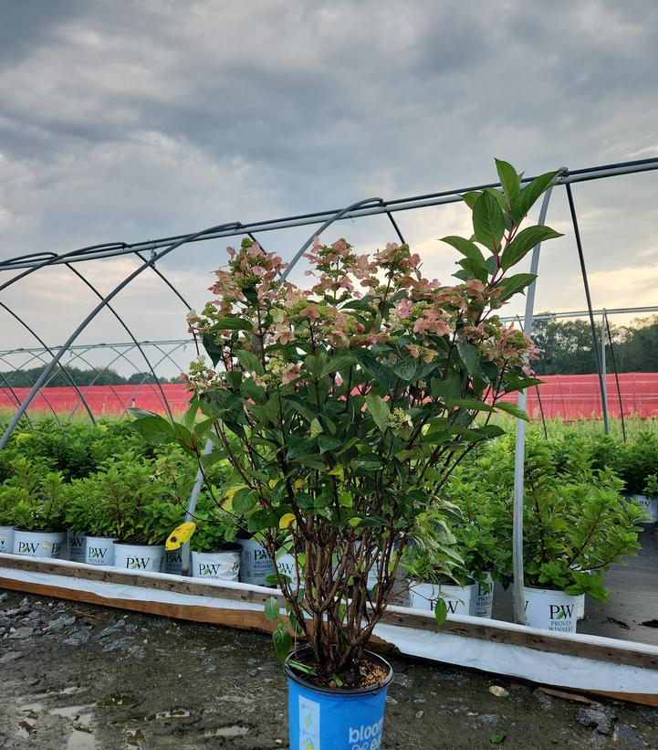 Hydrangea paniculata Torch™