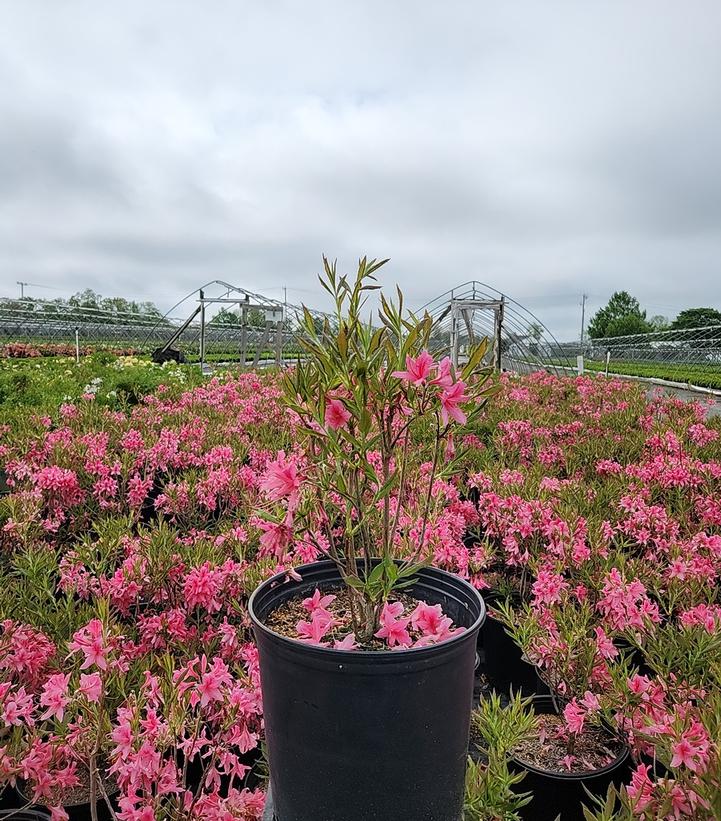 Azalea Northern Lights 'Rosy Lights'