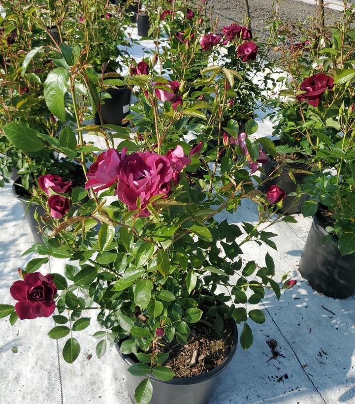 Rosa Burgundy Iceberg
