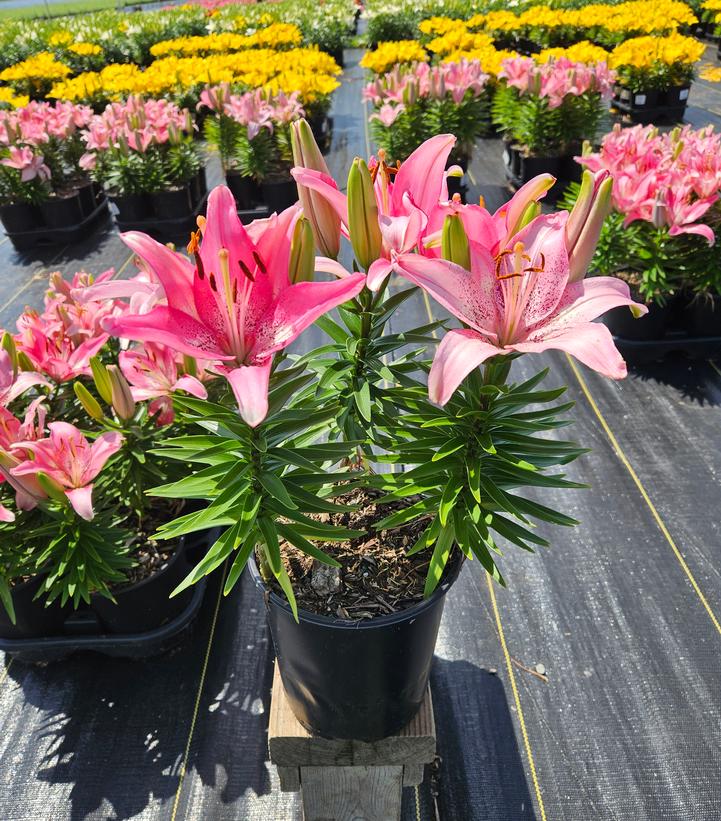 Lilium asiatic 'Hot-Spot Pink'