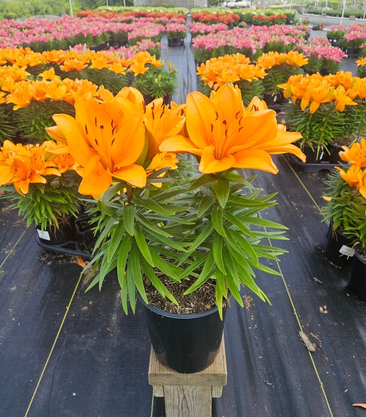 Lilium asiatic Fantasiatic Peach
