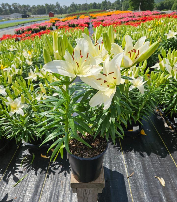 Lilium asiatic Fantasiatic White