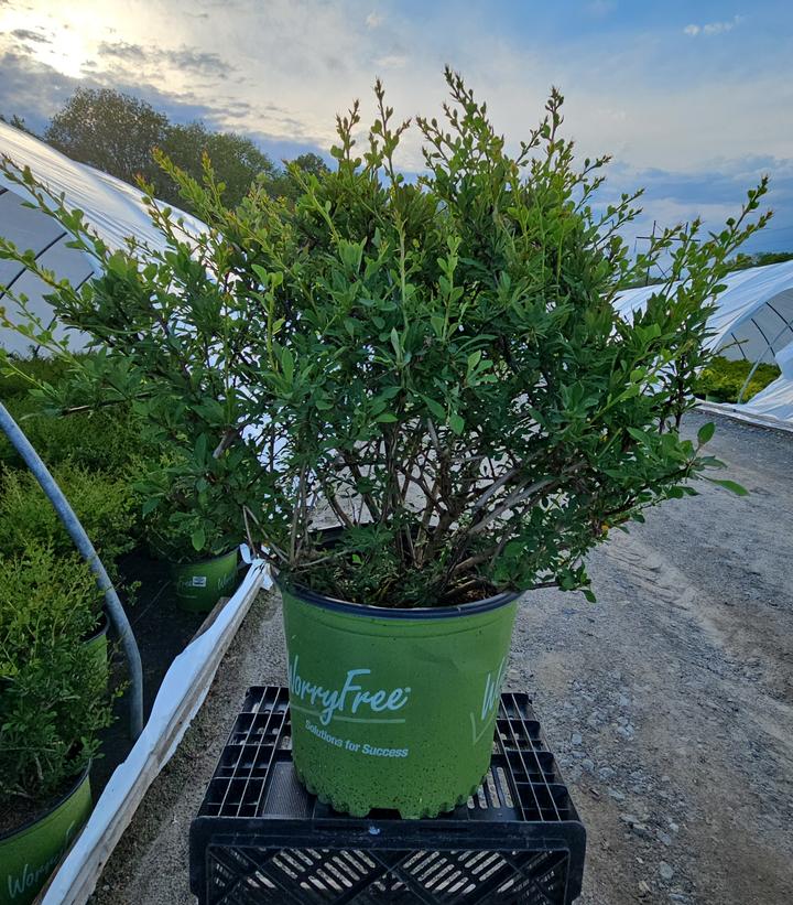 Berberis WorryFree® Mr. Green Genes®