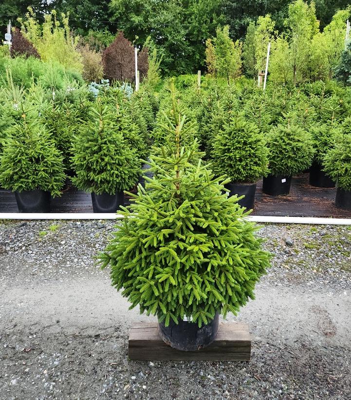 Picea orientalis 
