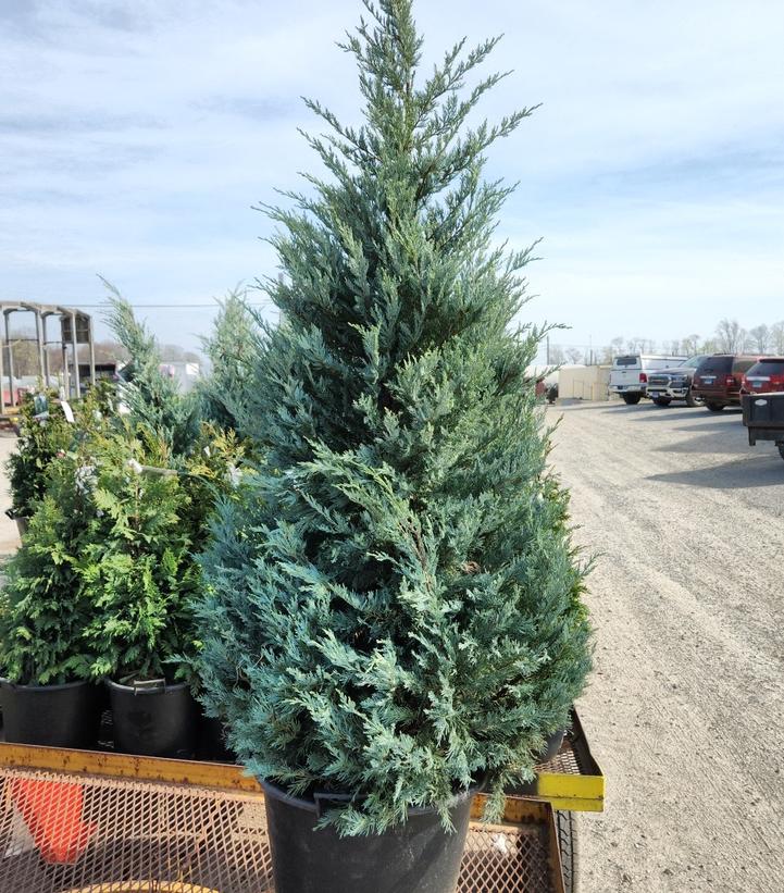 Juniperus scopulorum Moffat Blue
