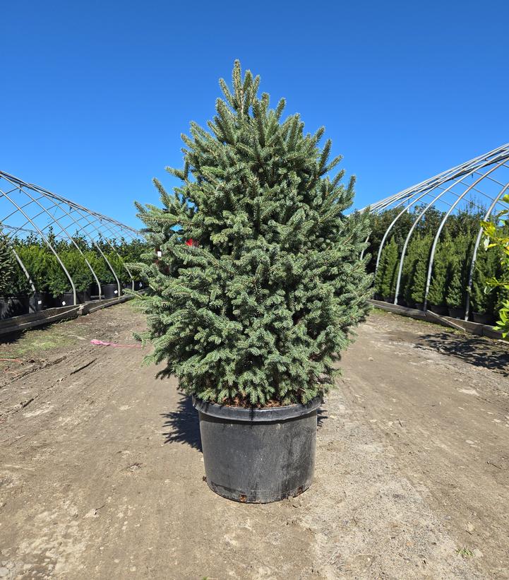 Picea glauca 'Densata'
