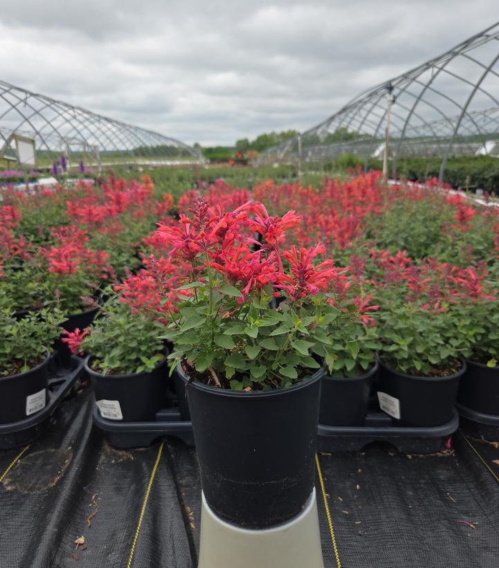 Agastache Kudos™ Coral