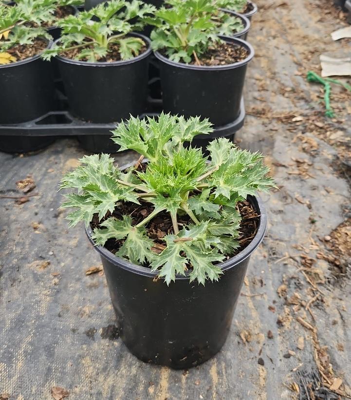Eryngium x zabelii 'Big Blue'
