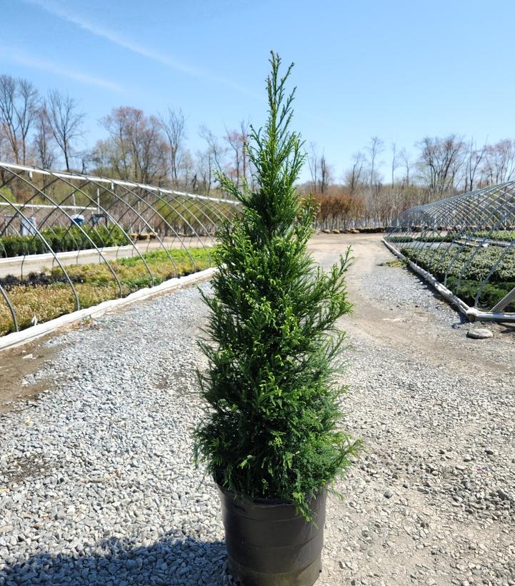 Cryptomeria japonica 'Radicans'