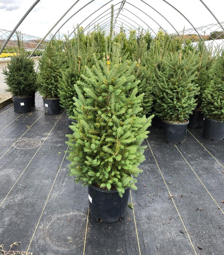Picea glauca 'Montrose Charm'