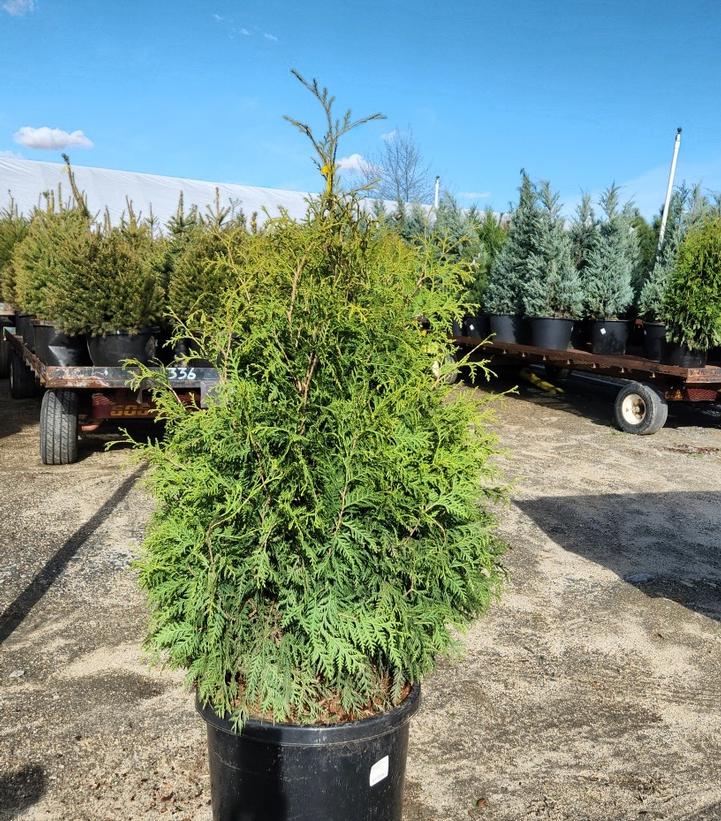 Thuja occindentalis Techny