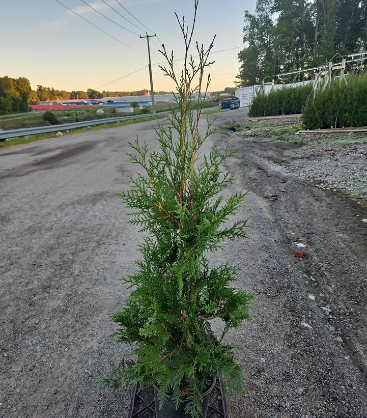 Thuja occidentalis Full Speed A Hedge®