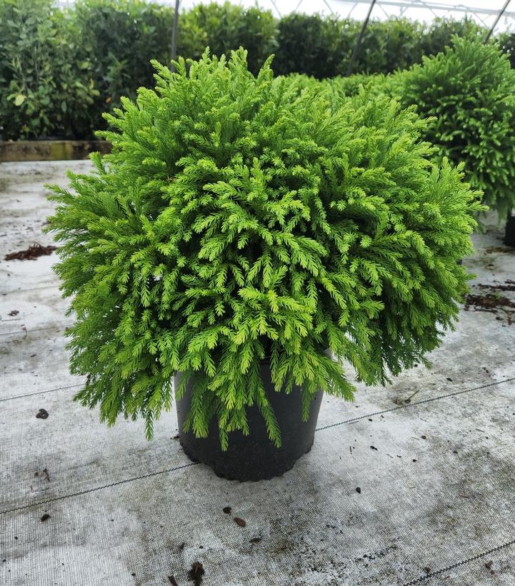 Cryptomeria japonica 'Globosa Nana'