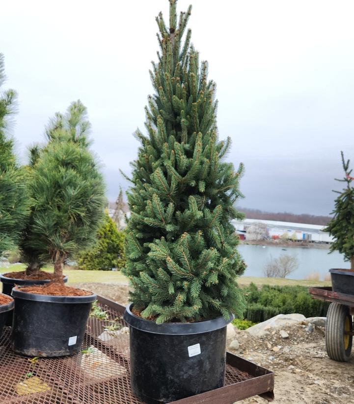 Picea abies 'Cupressina'