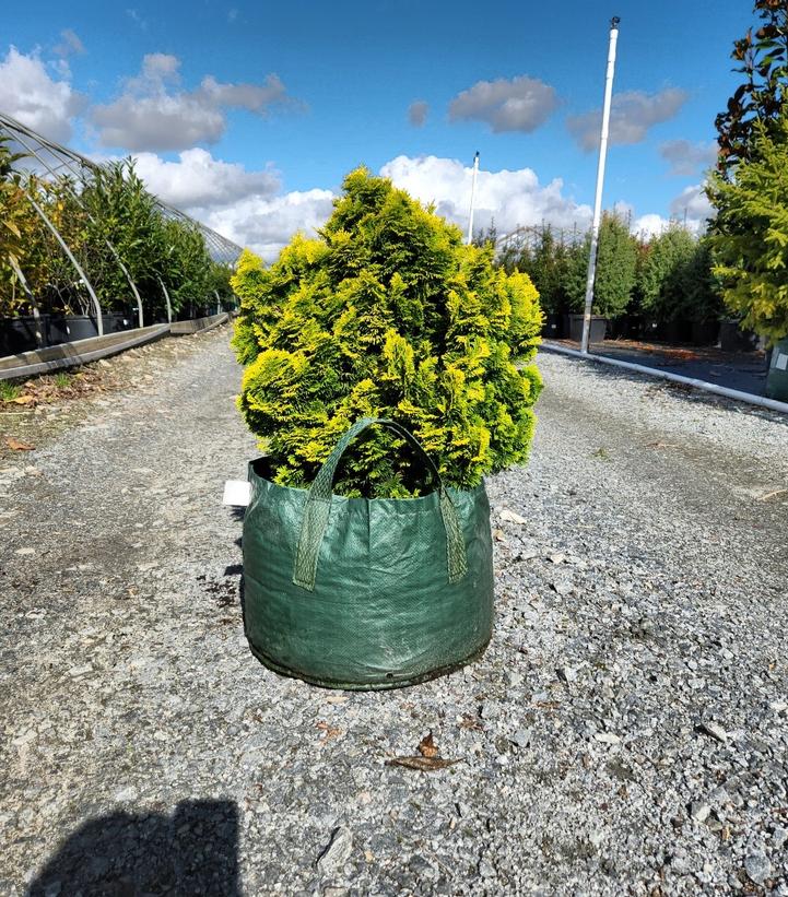 Chamaecyparis obtusa 'Nana Lutea'