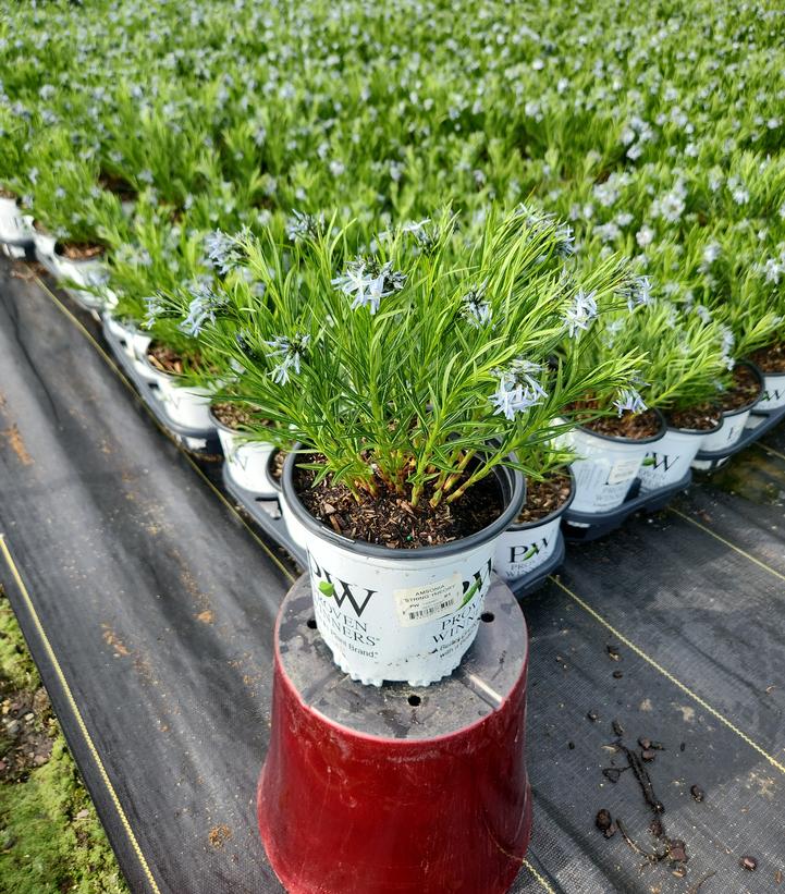 Amsonia x 'String Theory'