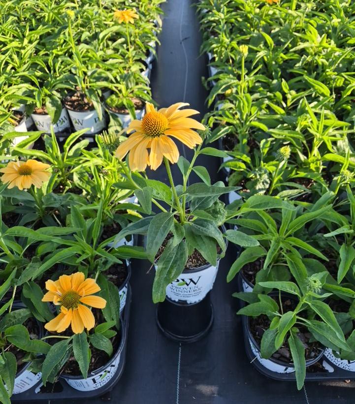 Echinacea x Color Coded® One in a Melon