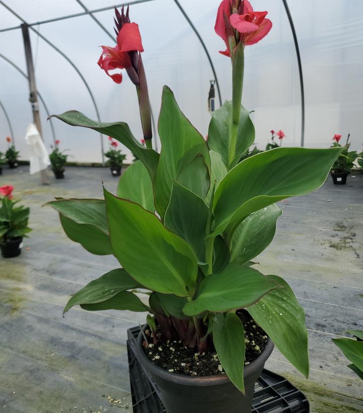 Canna x generalis Cannova® Rose
