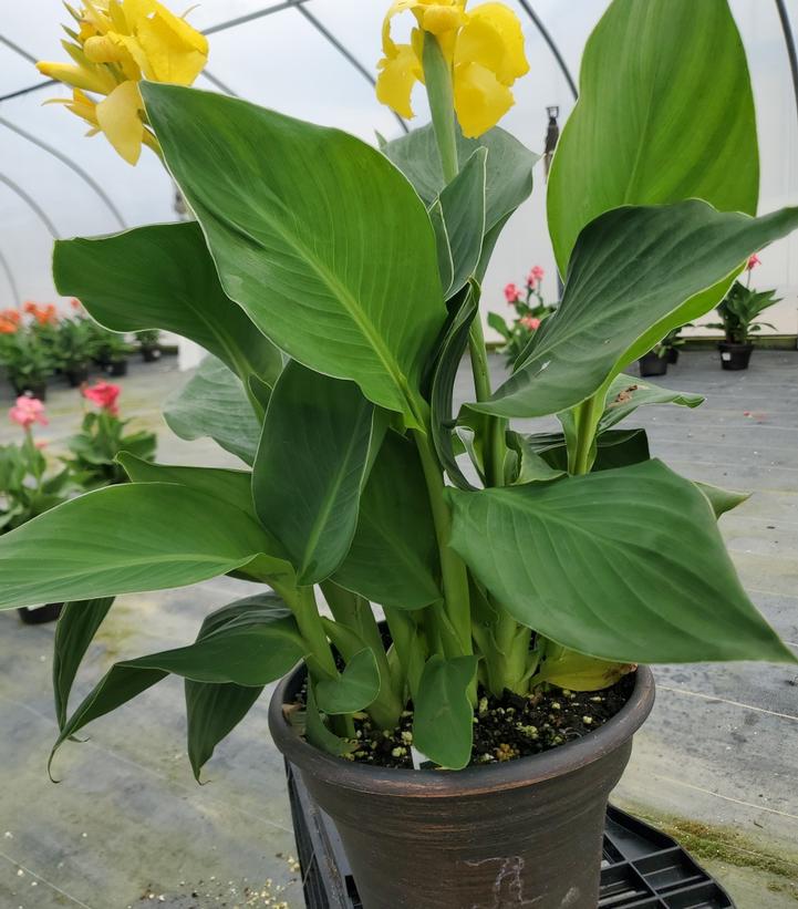 Canna x generalis Cannova® Yellow