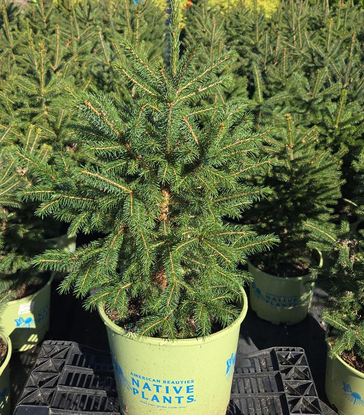 Picea glauca 'Densata'