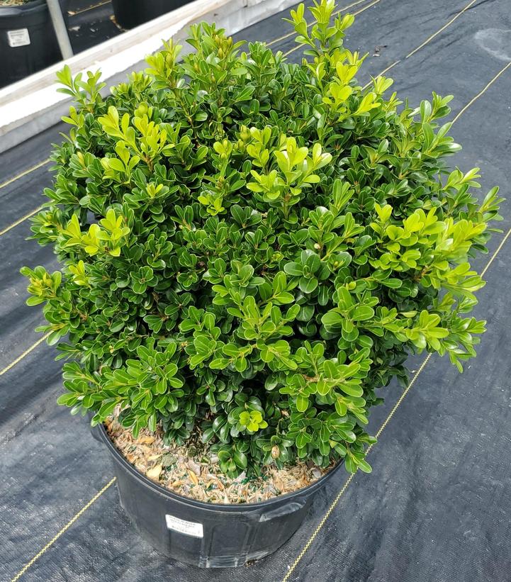 Buxus NewGen Independence®