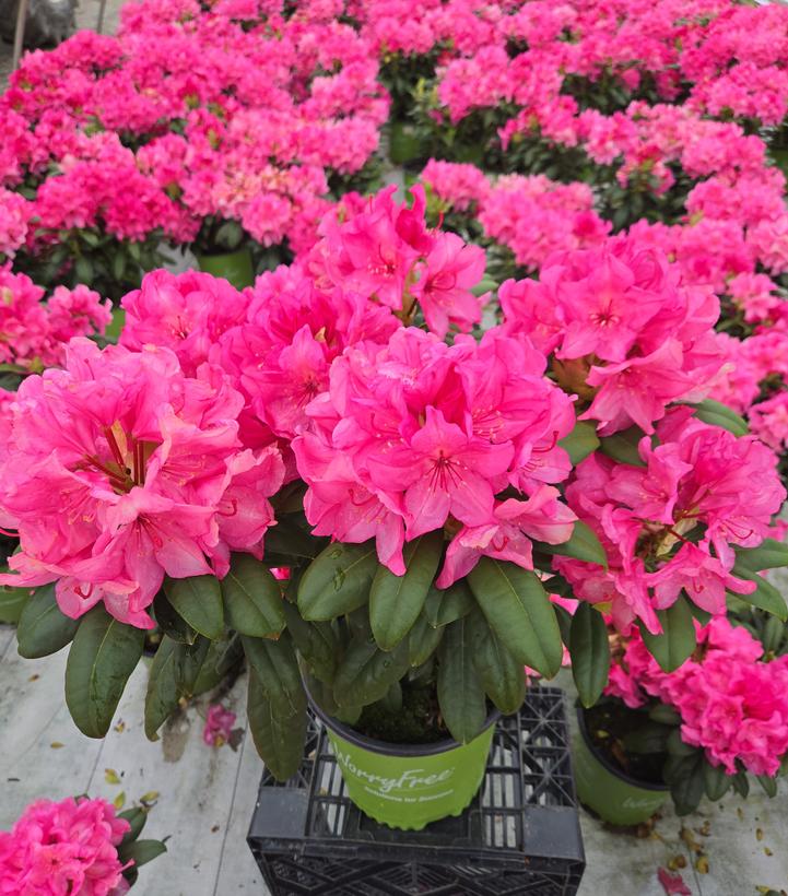 Rhododendron Holden's™ Fuchsia