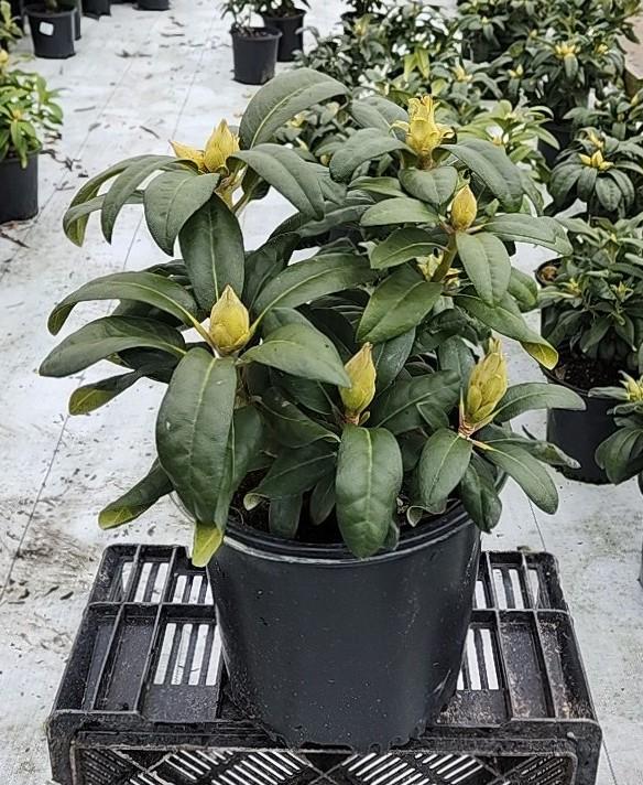 Rhododendron Holden's™ Peach