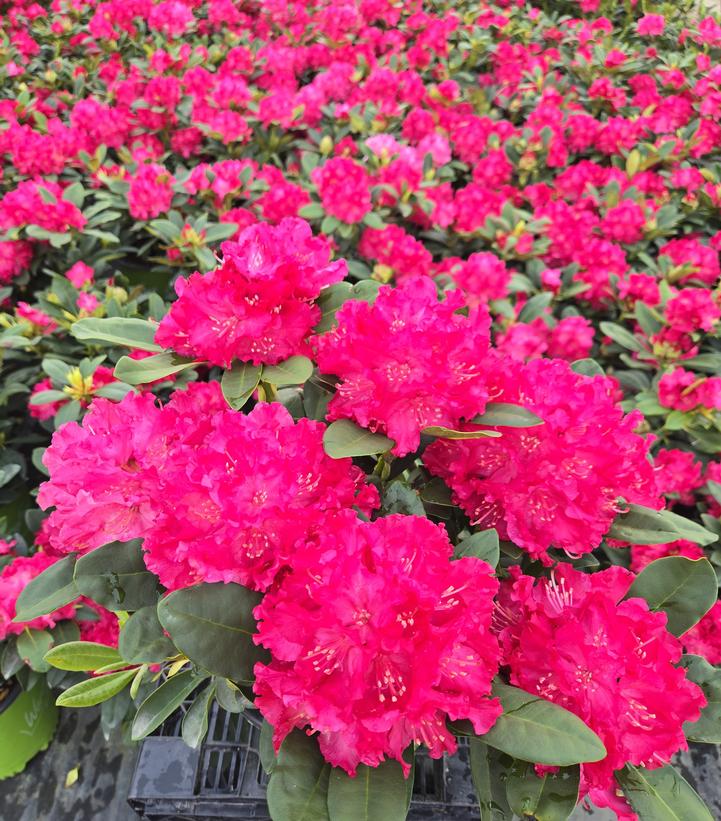 Rhododendron Holden's™ Red