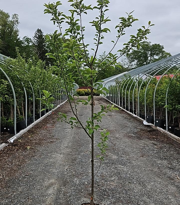 Malus domestica Goldrush