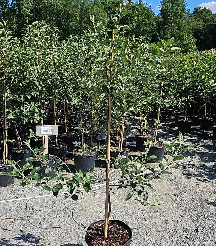 Malus domestica JonaStar®