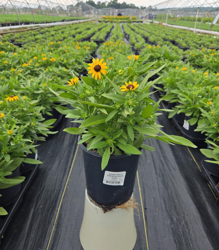 Rudbeckia x 'American Gold Rush'
