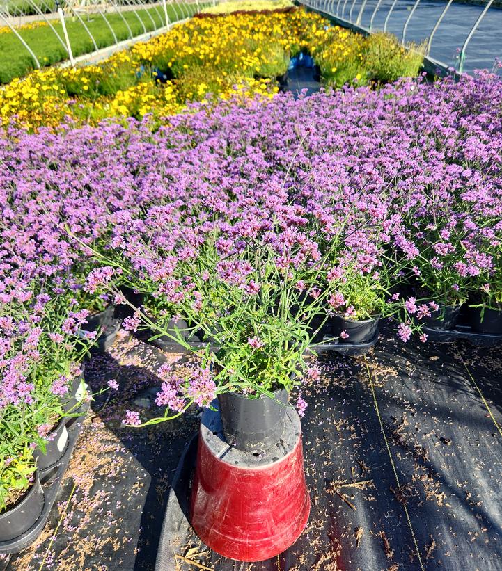 Verbena bonariensis 'Lollipop'