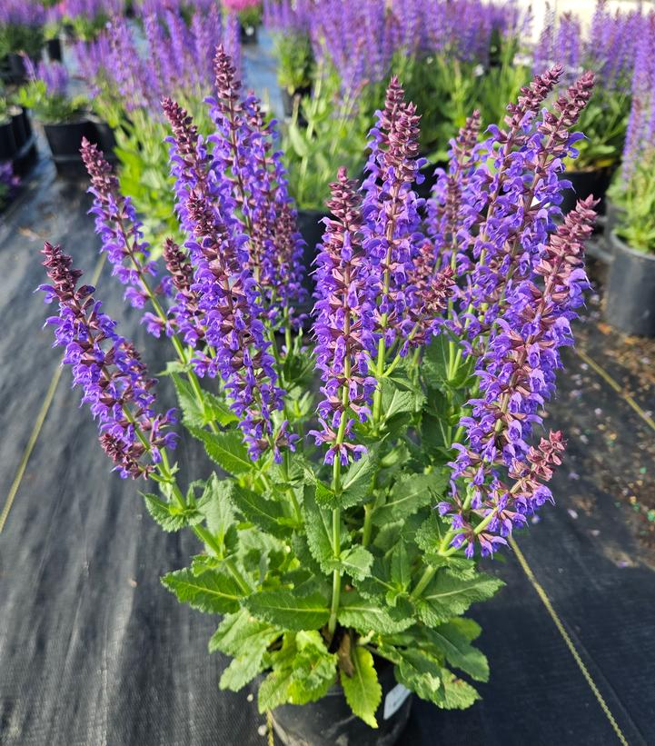 Salvia nemerosa Sallyrosa™ 'April Night'