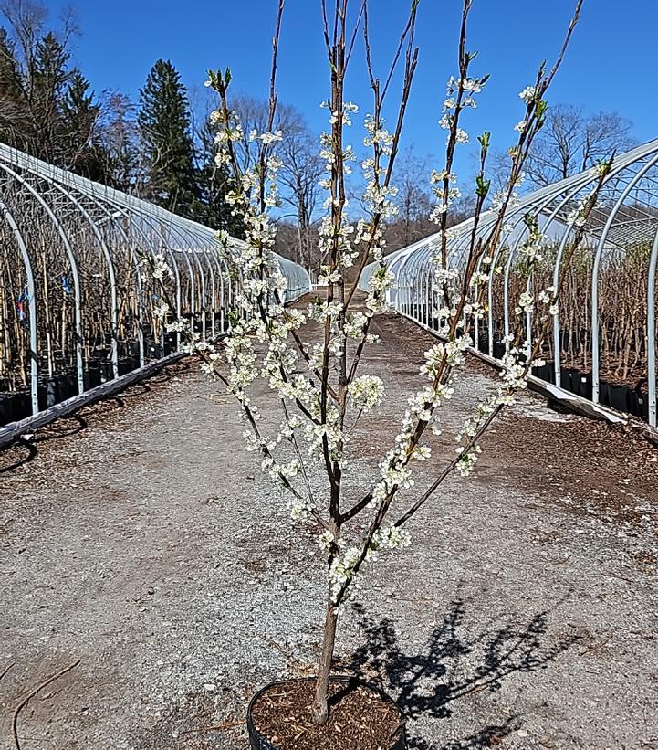 Prunus Satsuma