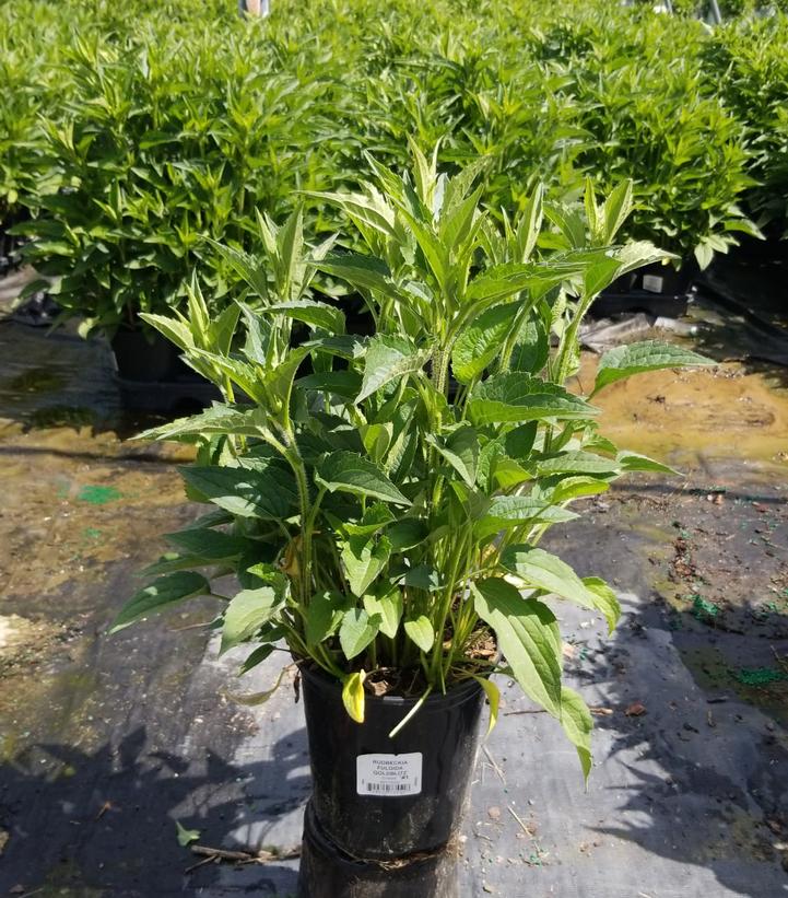 Rudbeckia fulgida 'Goldblitz'