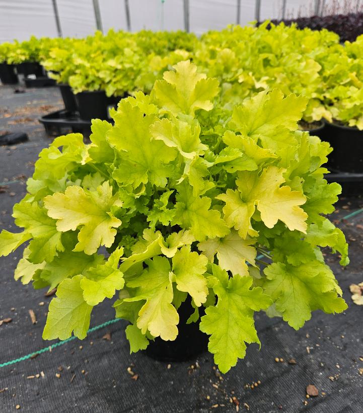 Heuchera 'Lime Marmalade'