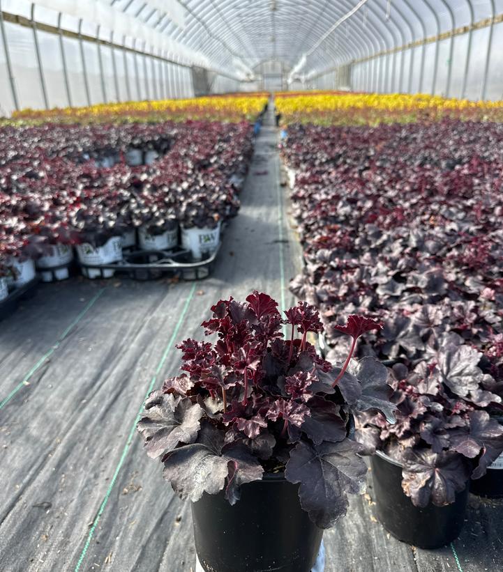 Heuchera Obsidian