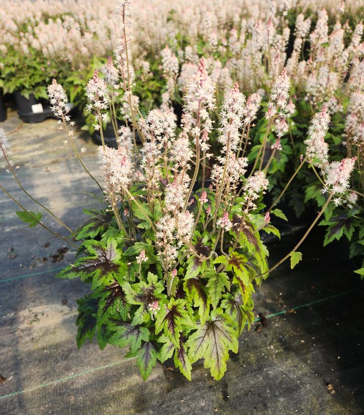 Tiarella x 'Sugar & Spice'