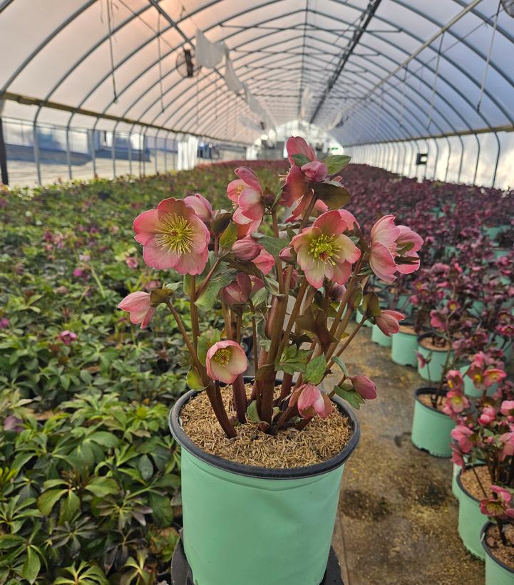 Helleborus x Frostkiss® Cheryl's Shine