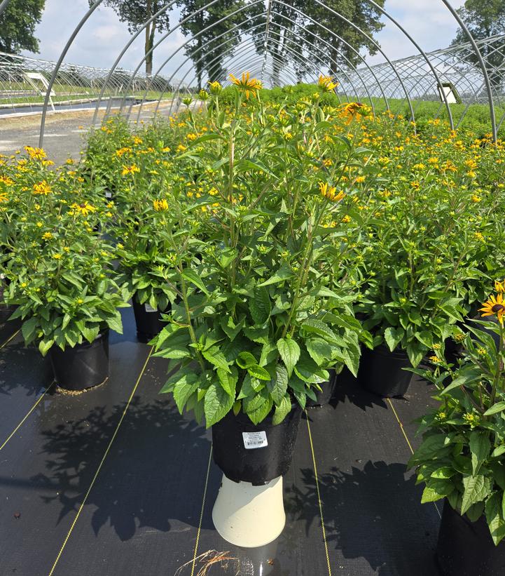 Rudbeckia fulgida 'Goldblitz'