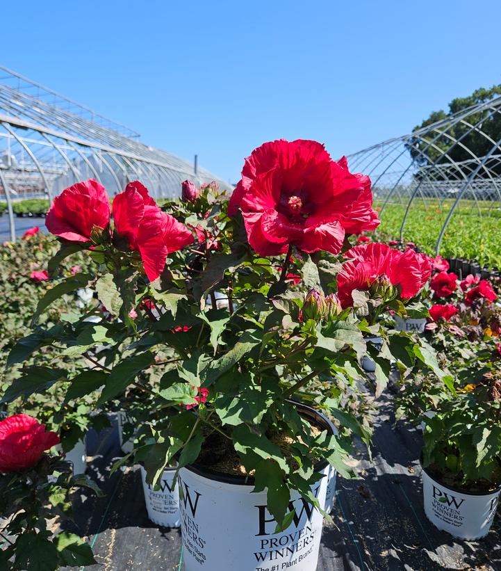 Hibiscus hybrid Summerific® 'Valentine's Crush'