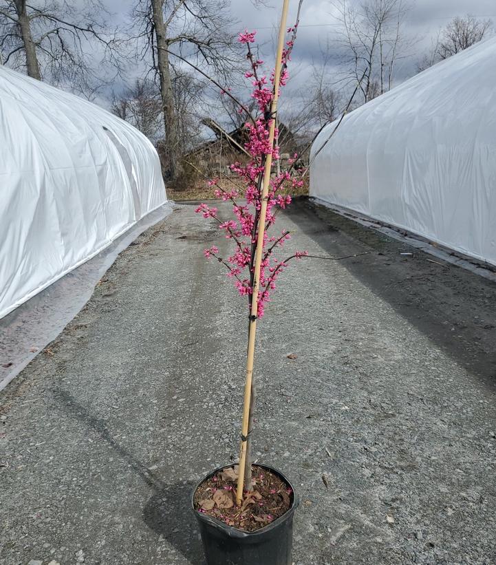 Cercis canadensis 'Appalachian Red'