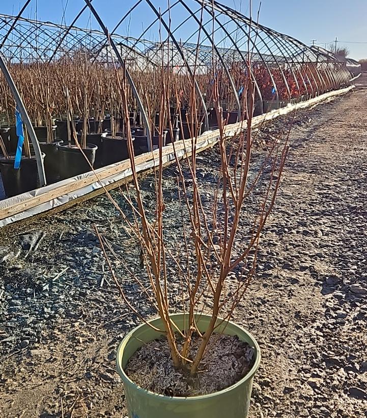 Betula nigra 
