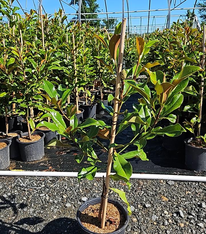 Magnolia grandiflora 'Bracken's Brown Beauty'