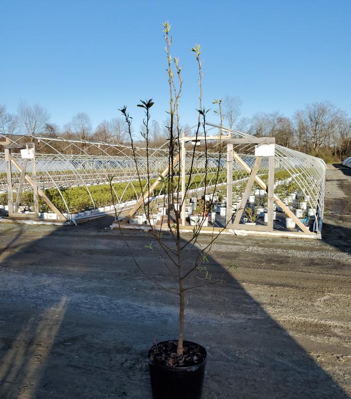 Pyrus X 'D'Anjou'