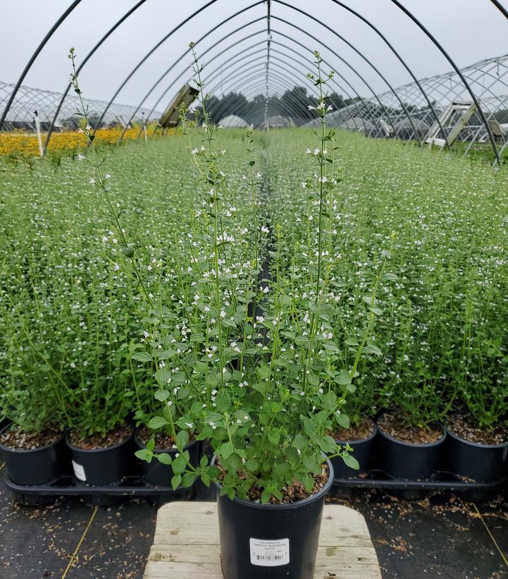 Calamintha nepeta 'Montrose White'